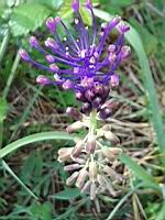 Muscari a toupet - Leopoldia comosa (2)